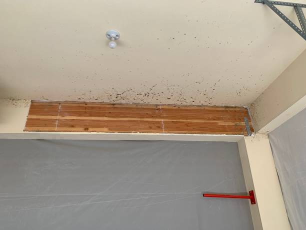 Best Mold Odor Removal Services  in Missouri Valley, IA